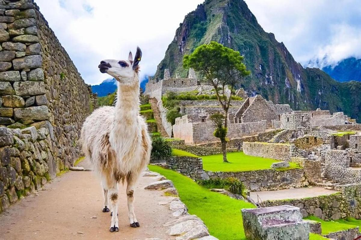 a llama standing on a wall looking at a mountain