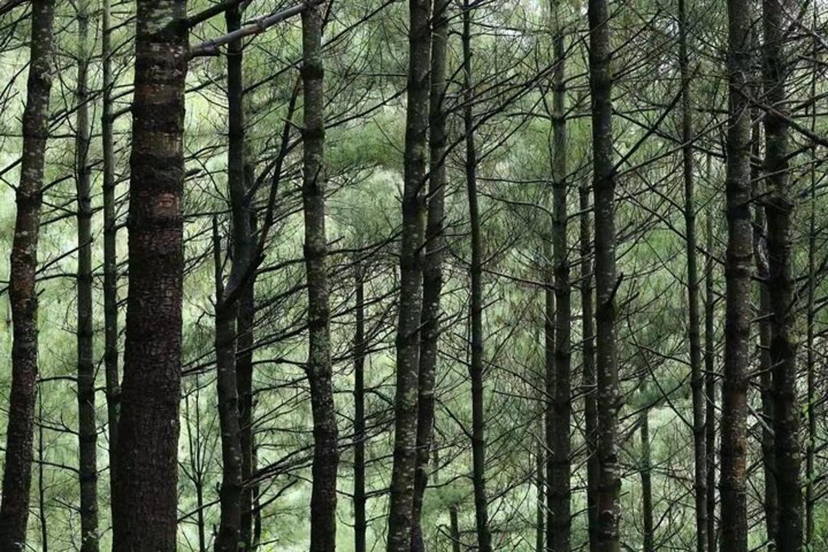 a group of trees in a forest