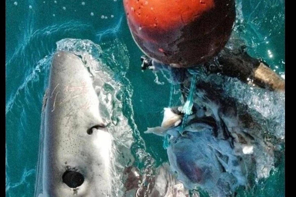 un pesce morto nell'acqua accanto a una palla