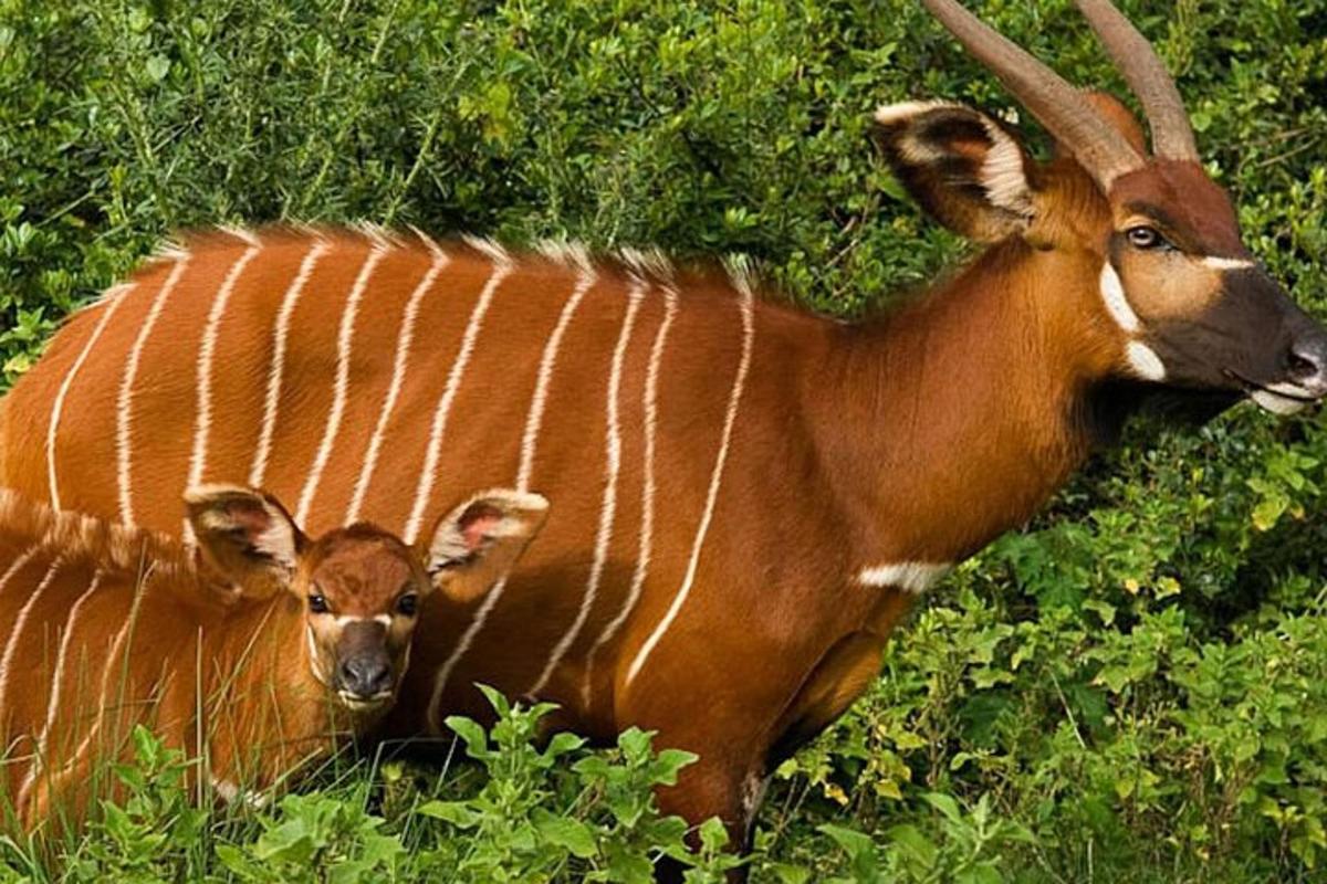 una mucca madre e il suo cucciolo in piedi nell'erba