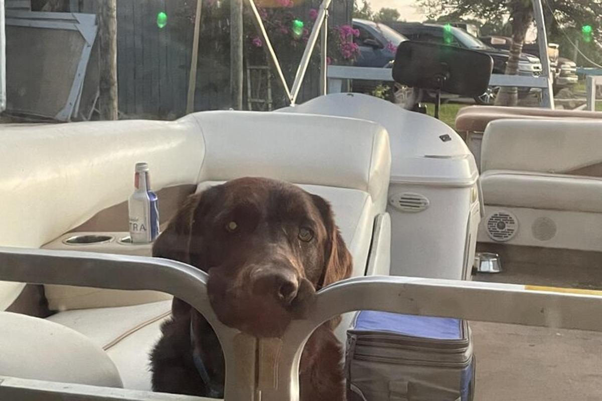 un cane marrone seduto su una sedia in una barca