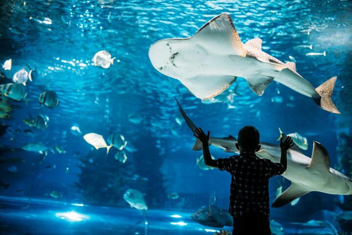一个人在水族馆里看鲨鱼