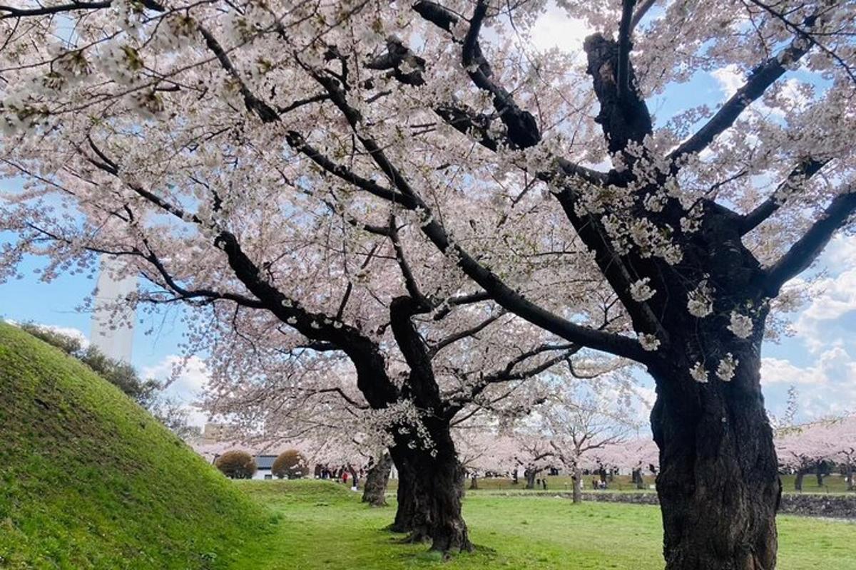 田野里一棵开着粉色花朵的树