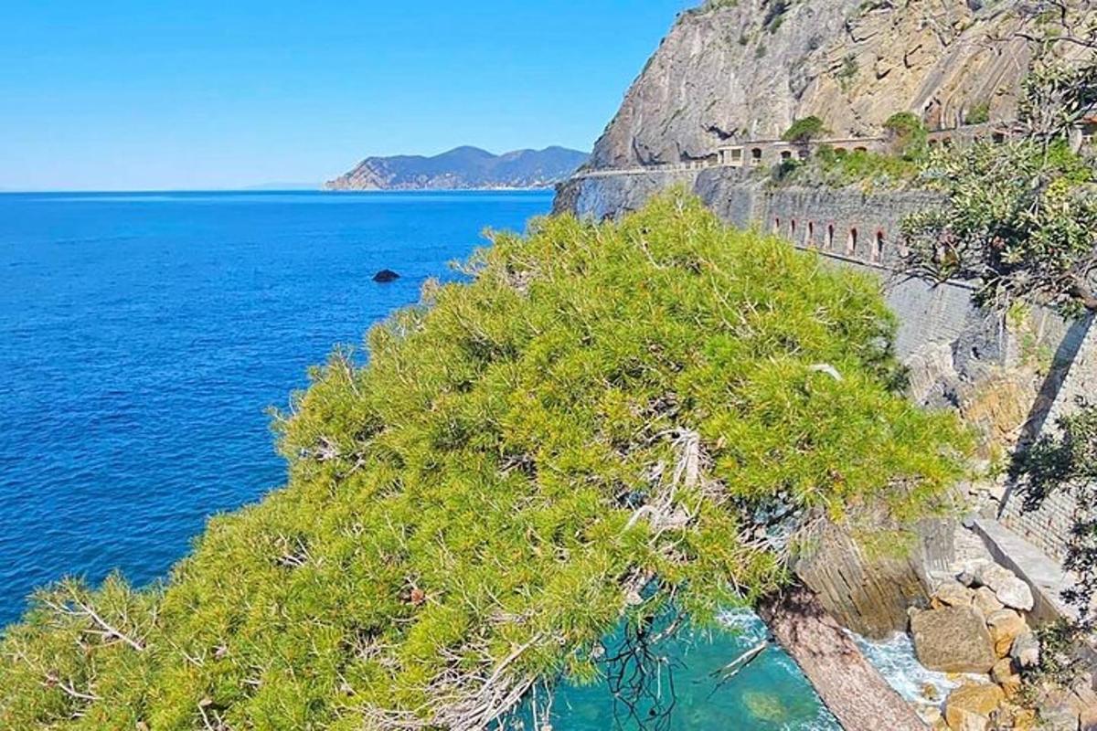 μια θέα στον ωκεανό από έναν απότομο βράχο με δέντρα