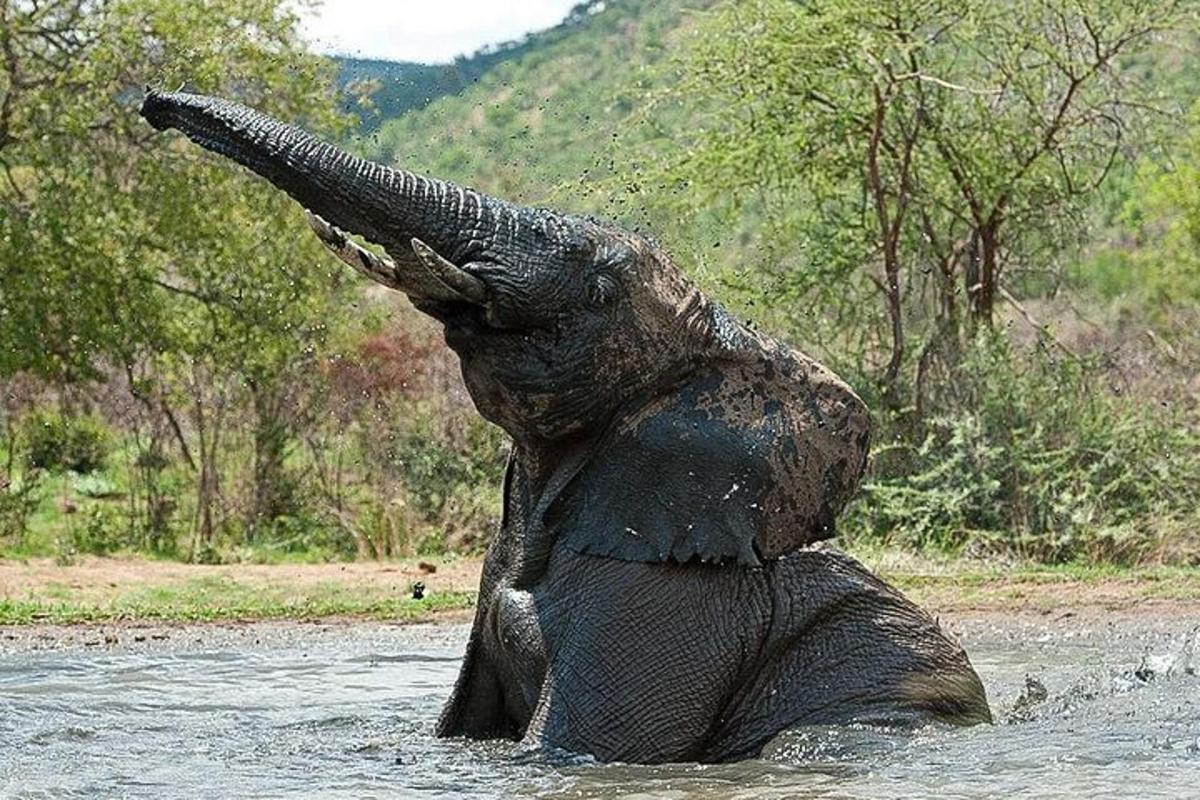 un elefante in piedi nell'acqua con la proboscide in aria
