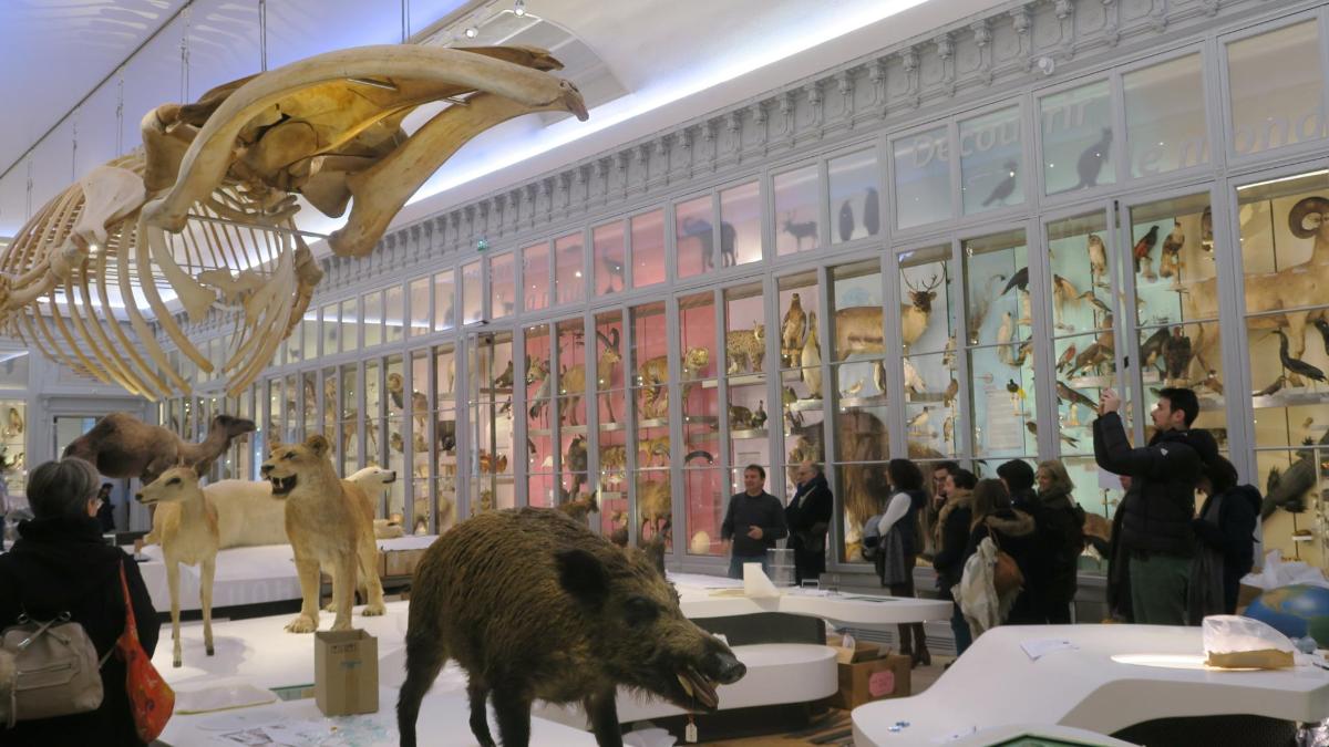 a museum with a bunch of animals on display