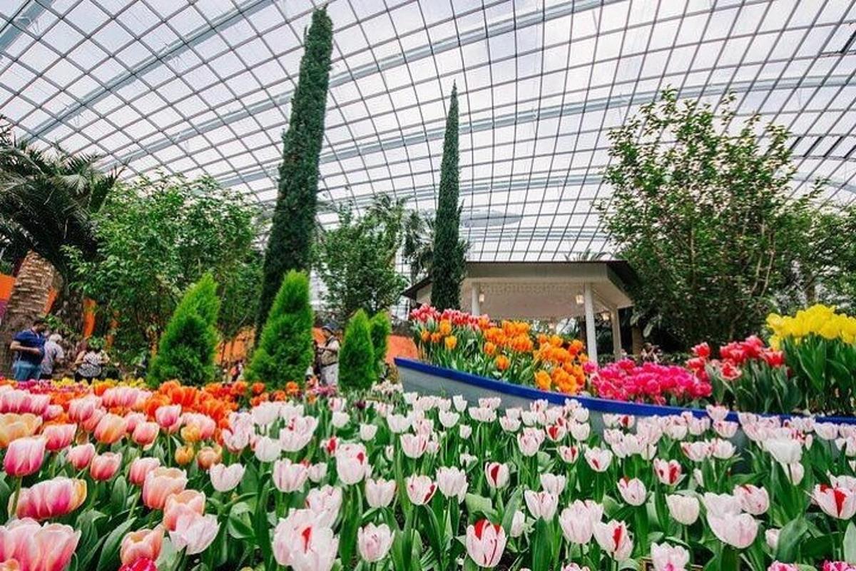 zahrada květin s tulipány ve skleníku