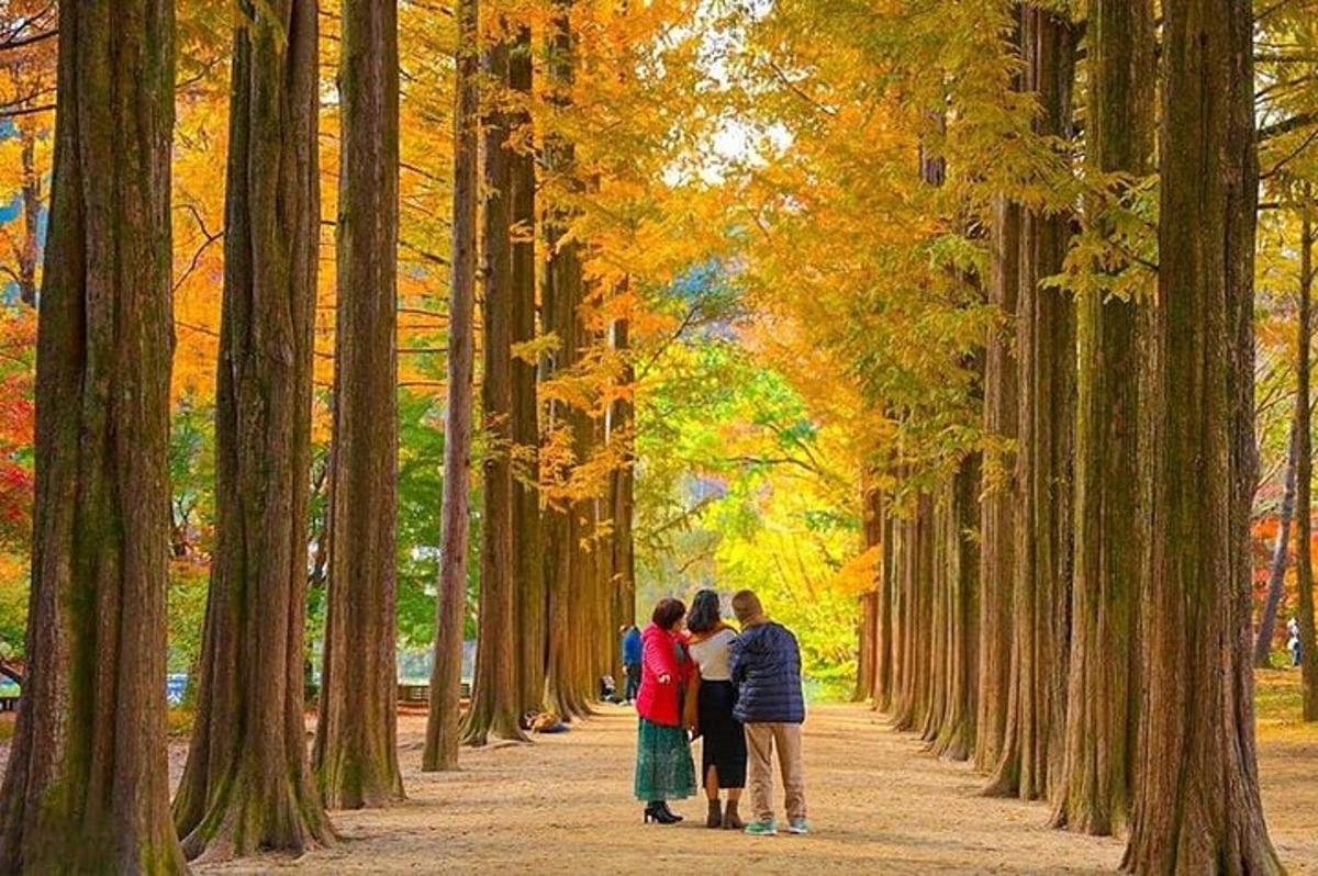 a family walking down a tree lined path
