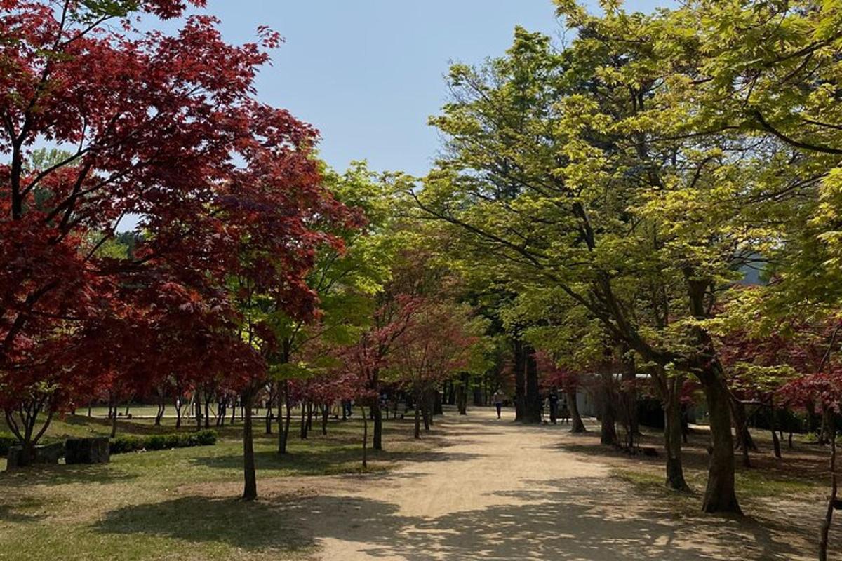 a path in a park with trees on both sides