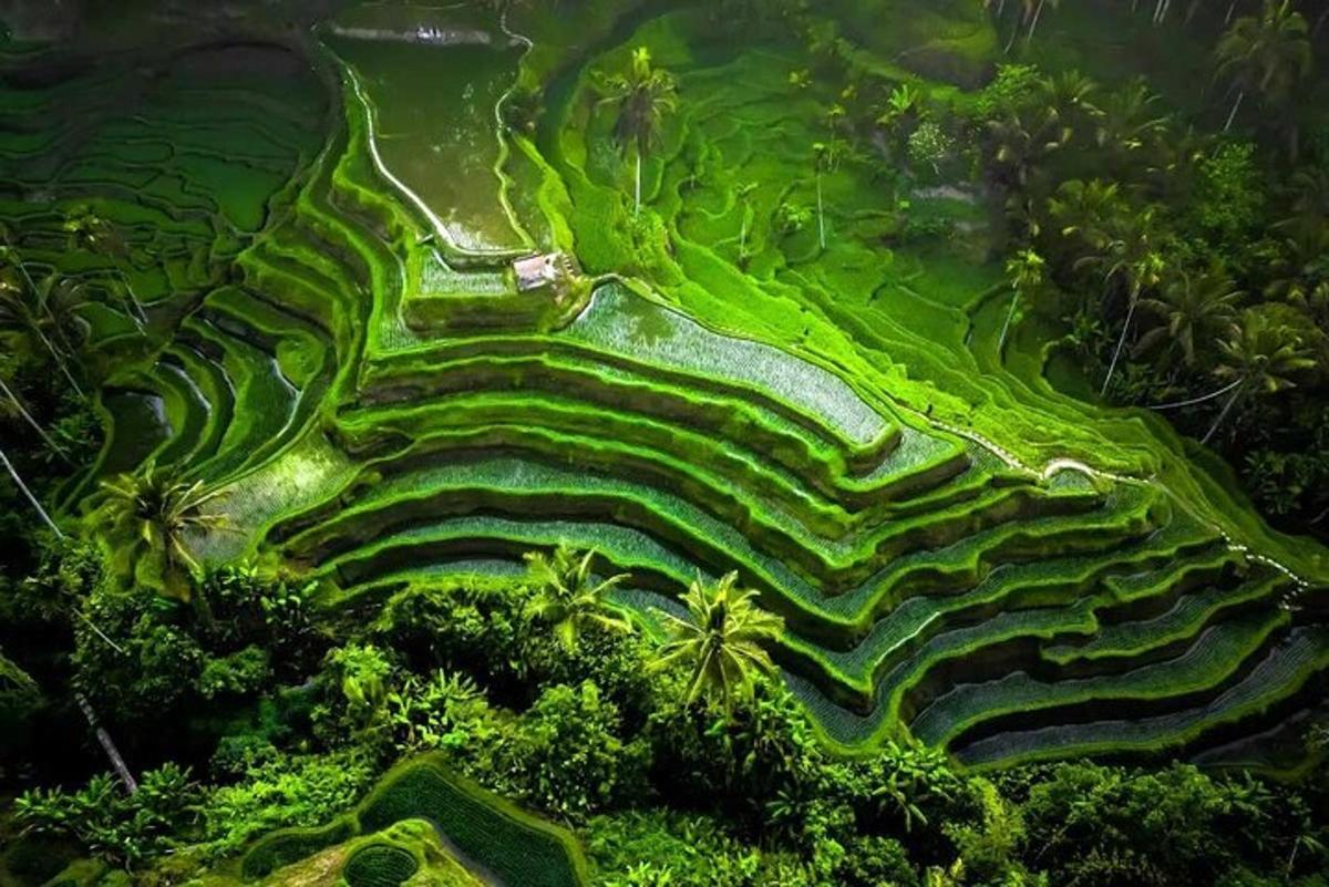pemandangan udara labirin padi di dalam hutan