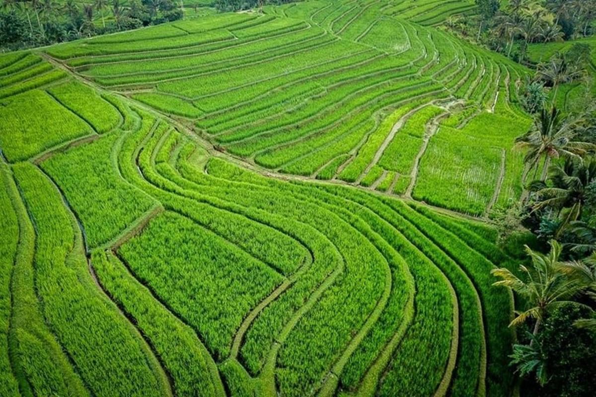 pemandangan dari udara sawah padi yang menghijau