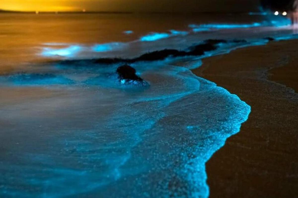 seseorang yang berenang di dalam air di pantai pada waktu malam