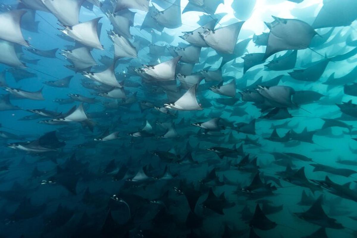 a large group of fish swimming in the ocean