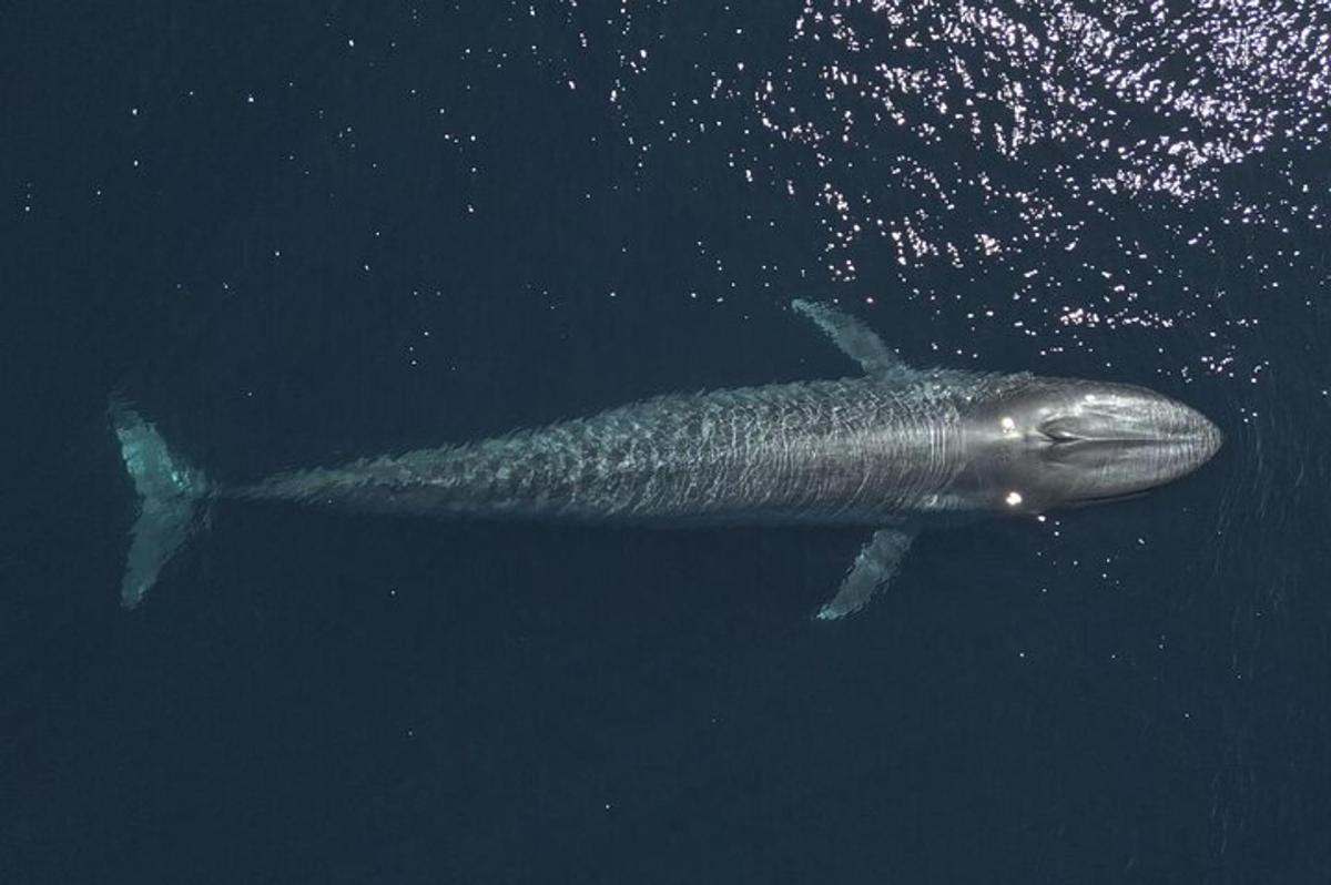 a whale shark swimming in the water