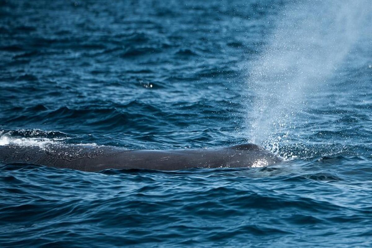 a dolphin swimming in the water