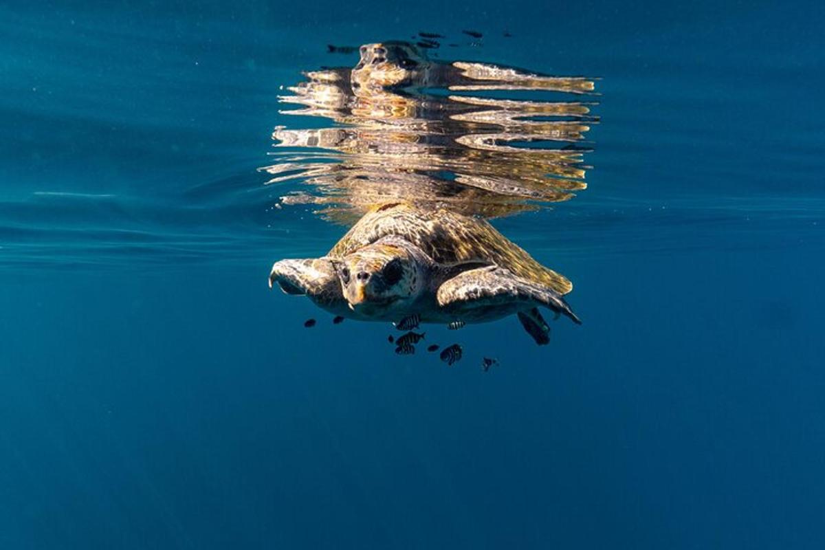 a green sea turtle swimming in the water