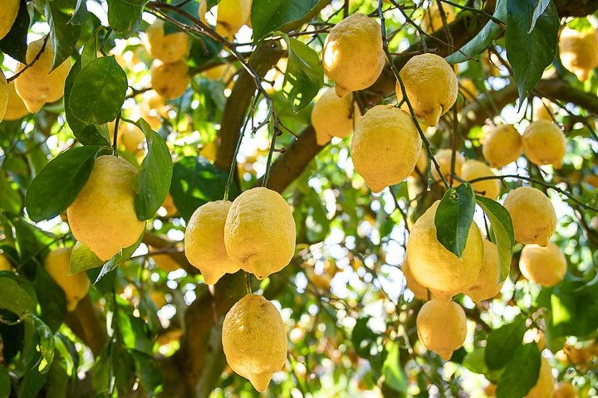 sekumpulan buah kuning tergantung pada pokok