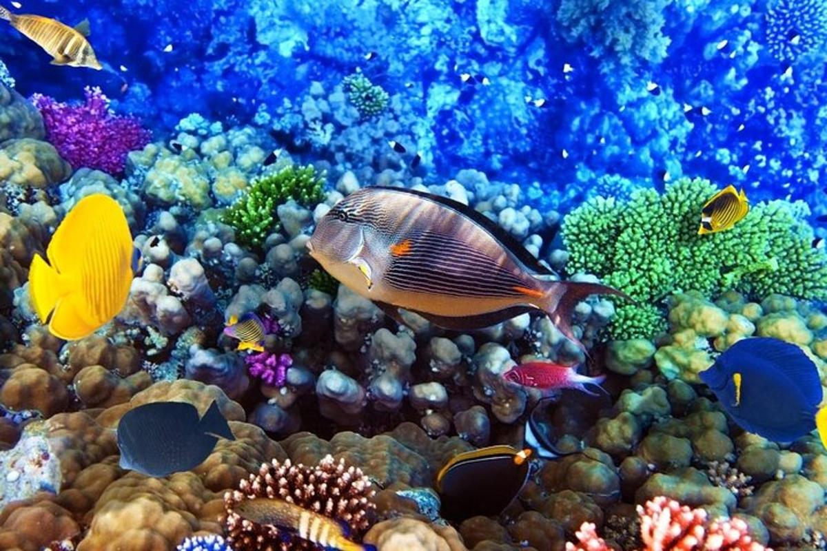 подводна фотографија коралног гребена са рибом