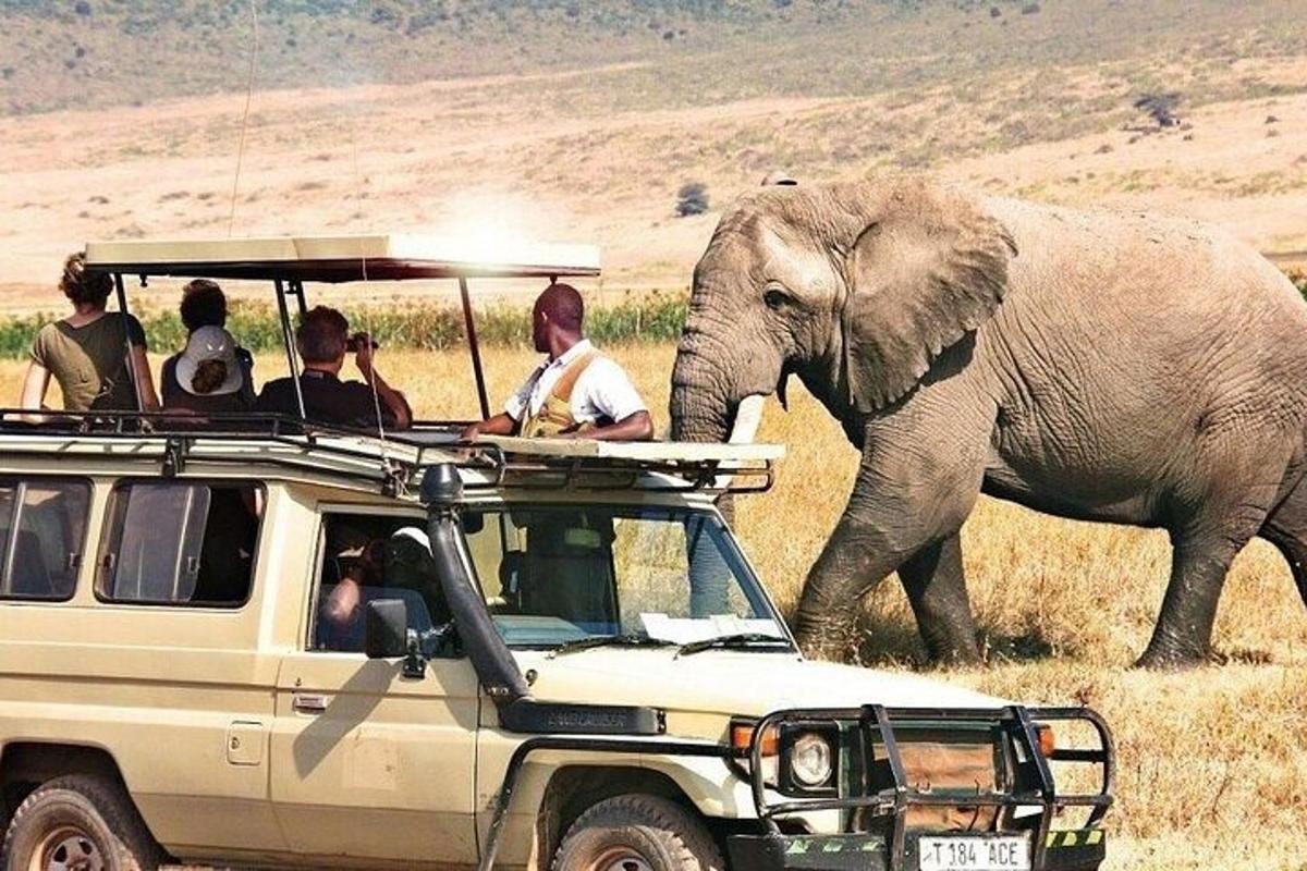 a group of people in a vehicle watching an elephant