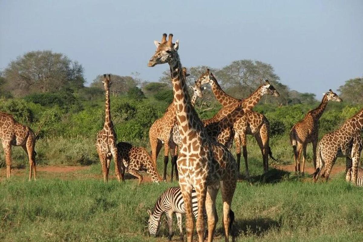 a herd of giraffes and a zebra in a field