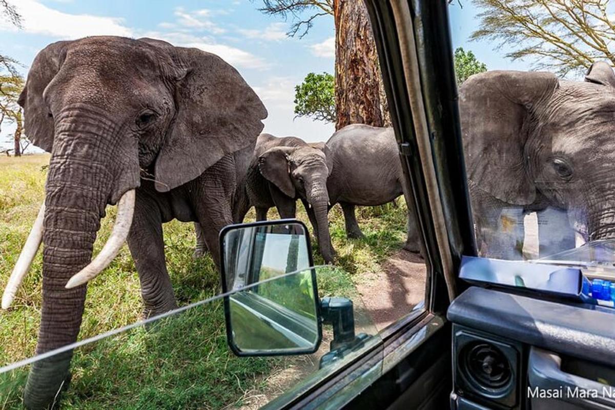 a herd of elephants walking next to a vehicle