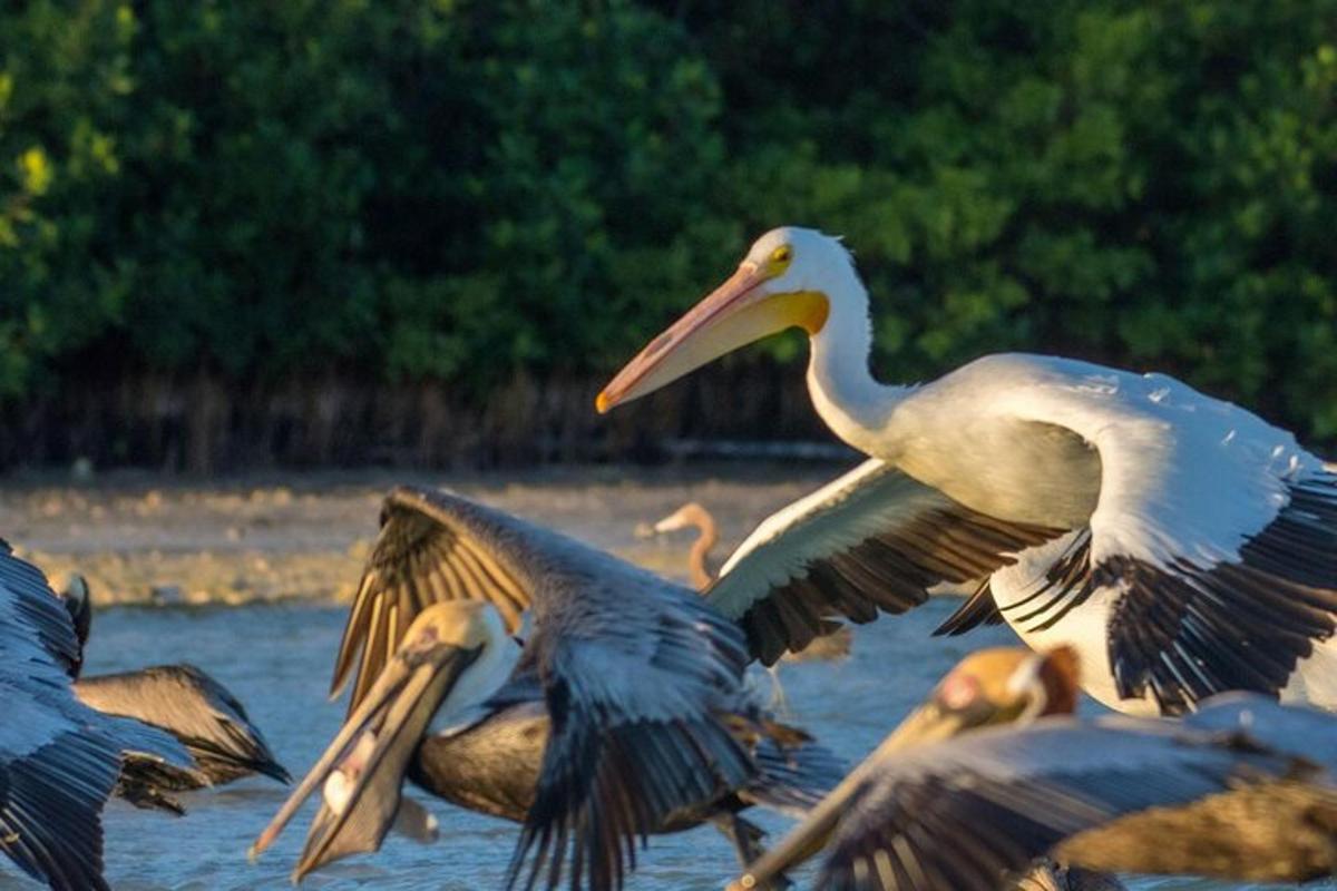 un grupo de pájaros volando en el agua