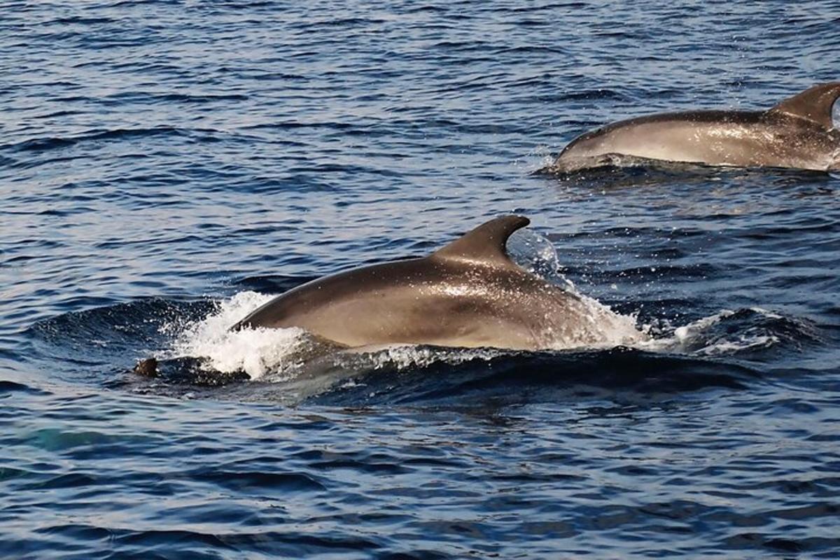 un gruppo di tre delfini che nuotano nell'acqua
