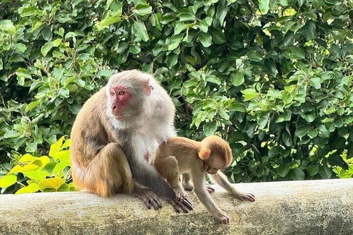 una scimmia e un cucciolo di scimmia seduti su una sporgenza