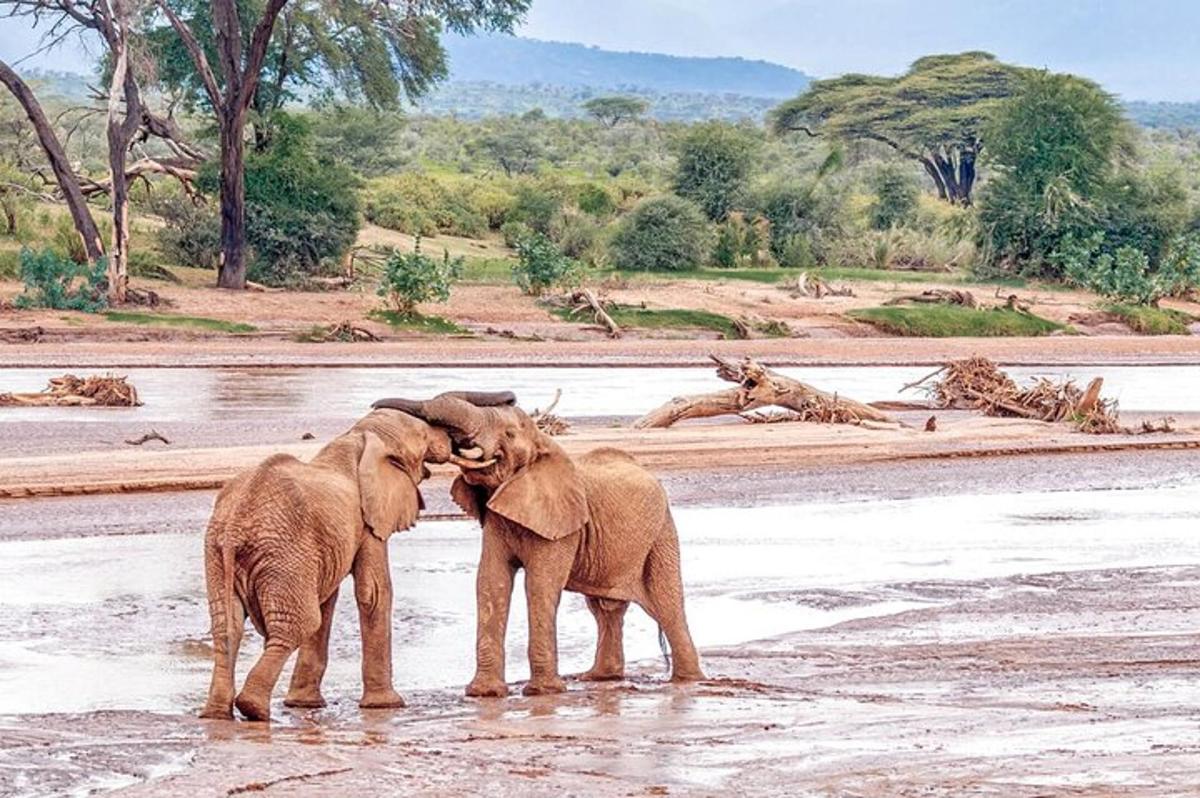 deux éléphants se tiennent dans l'eau