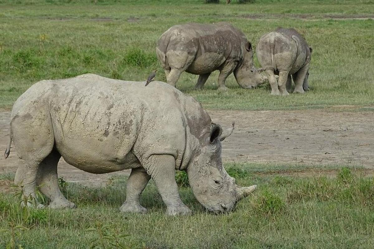 草原で草を食む3頭のサイ