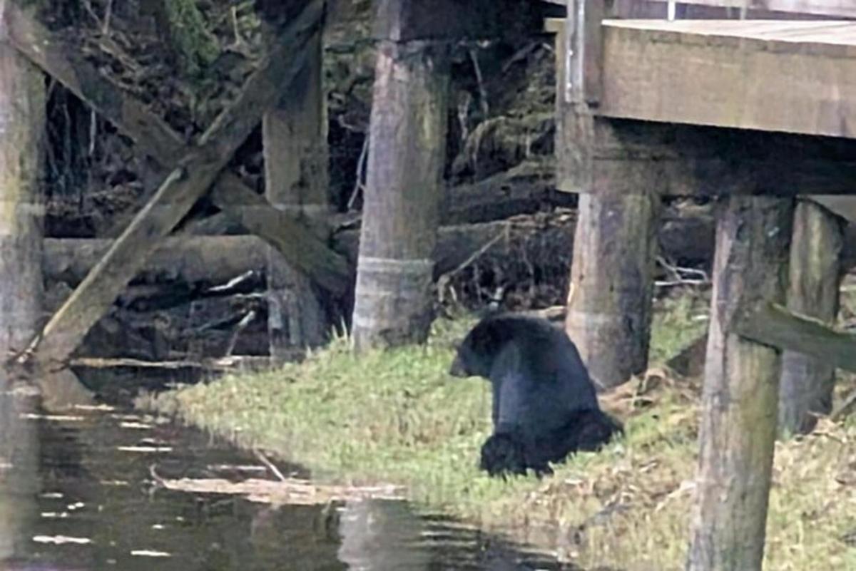 a black bear sitting on the grass under a bridge