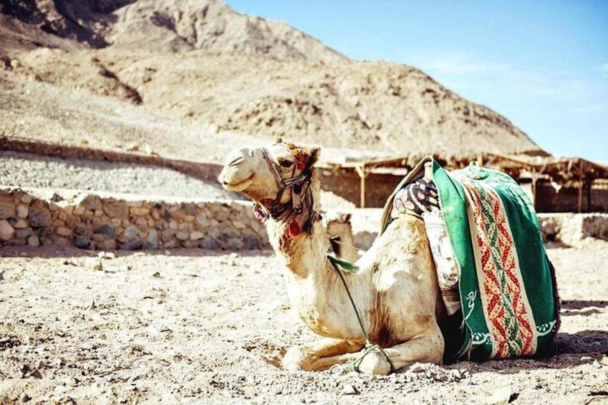 جمل يجلس في الصحراء وبيده حقيبة ظهر