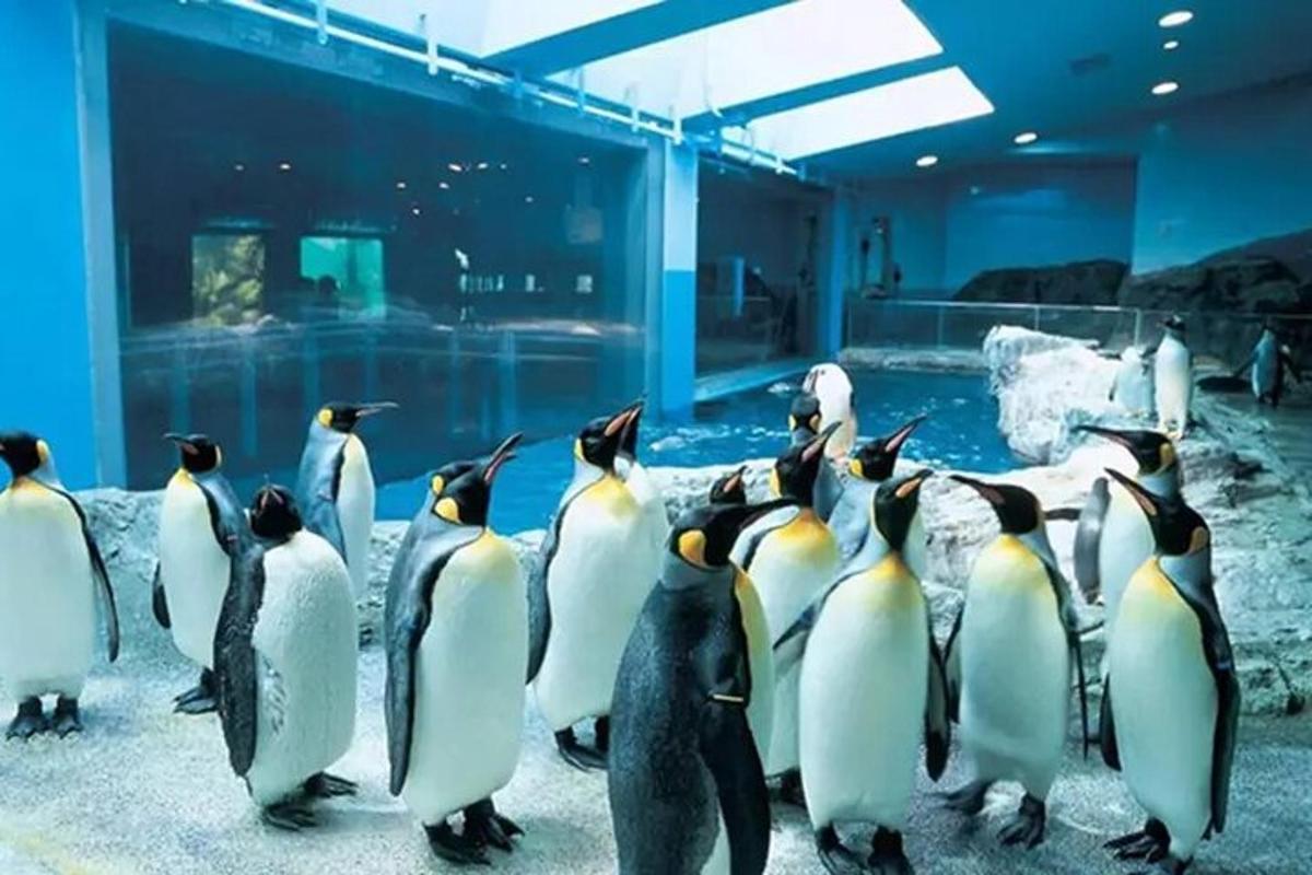 a group of penguins standing in front of a aquarium