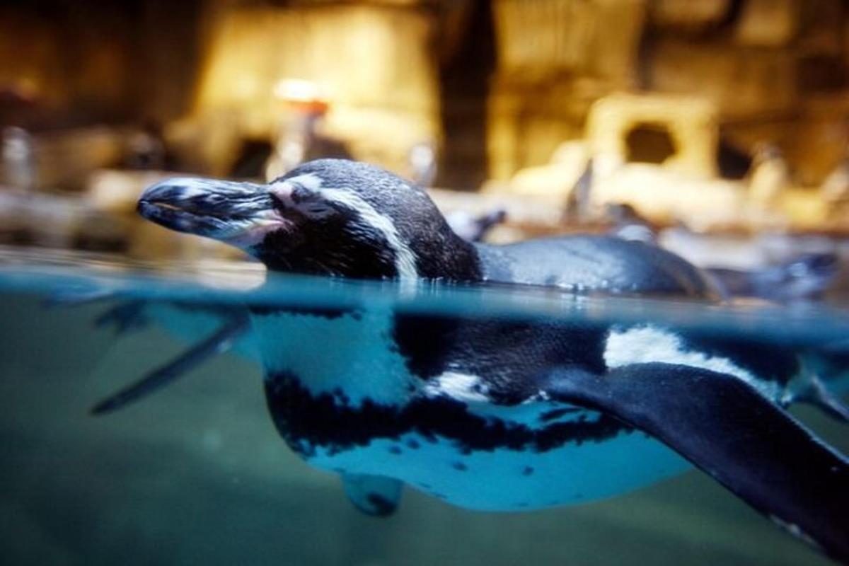 a penguin swimming in a pool of water