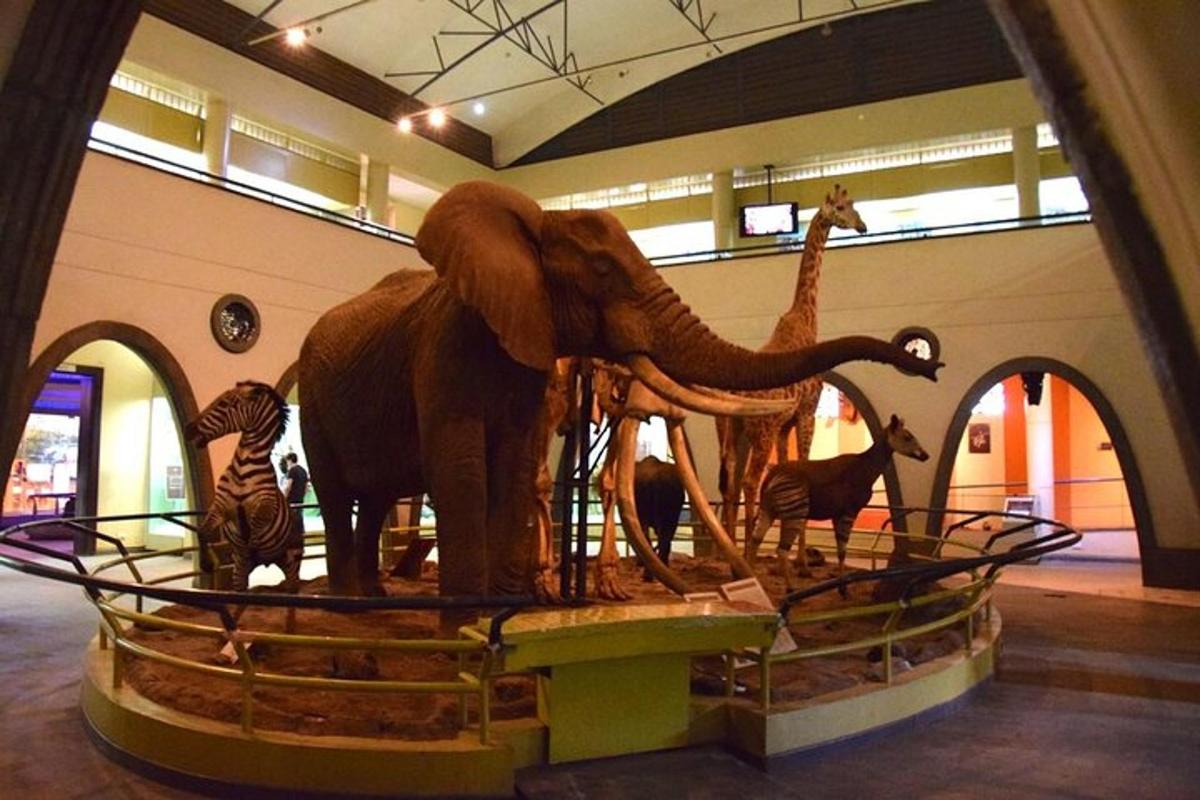 um elefante e outros animais em exposição em um museu