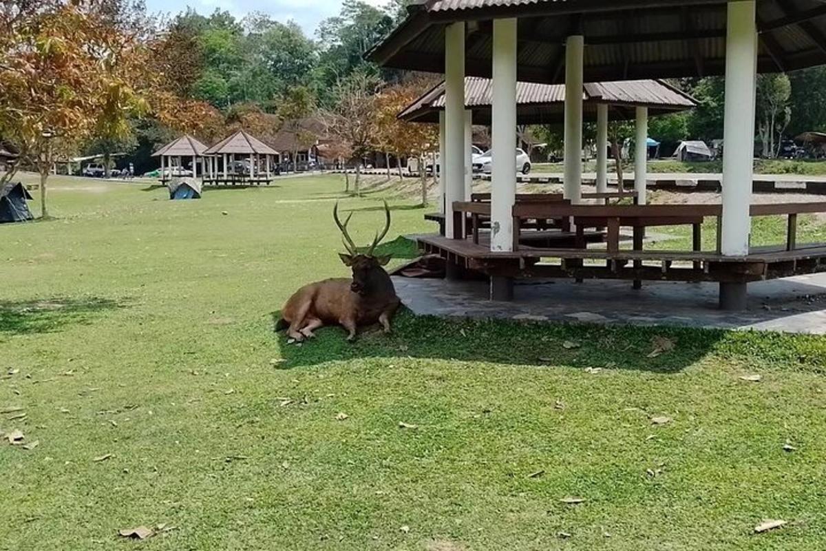 koza ležící v trávě v parku
