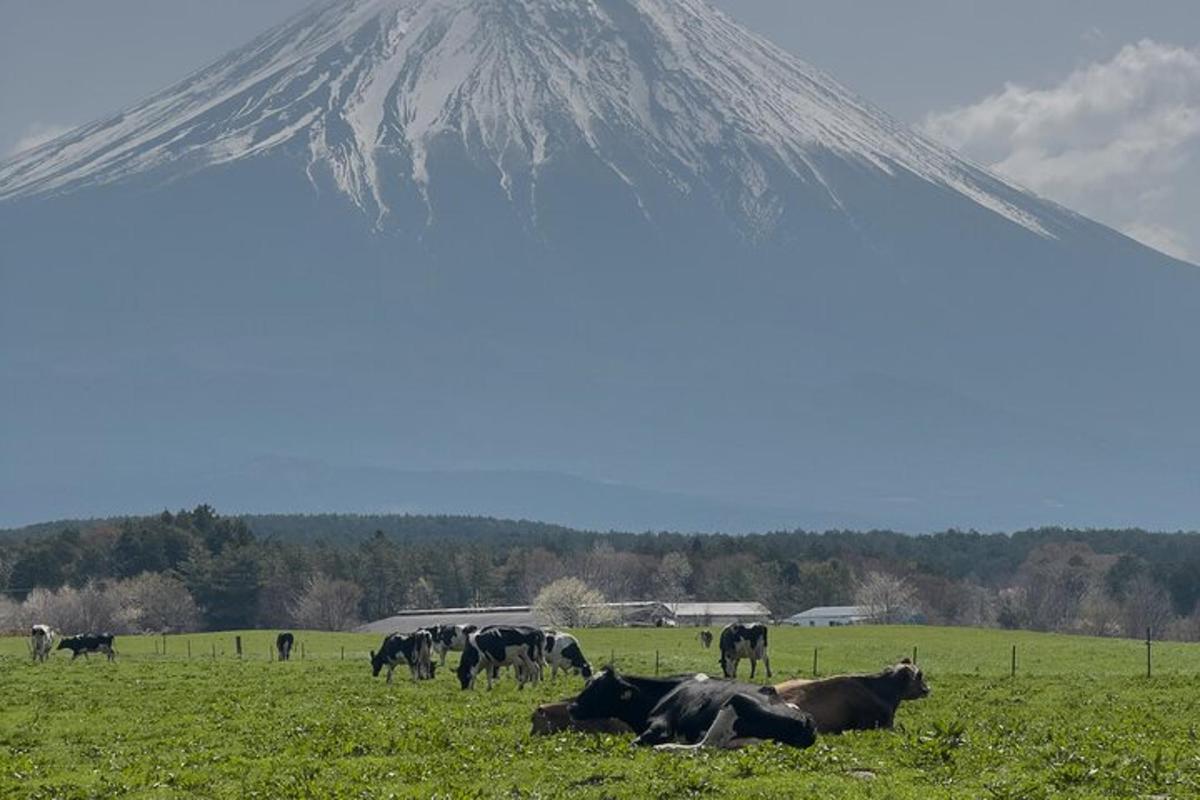 una mandria di mucche al pascolo in un campo con una montagna sullo sfondo