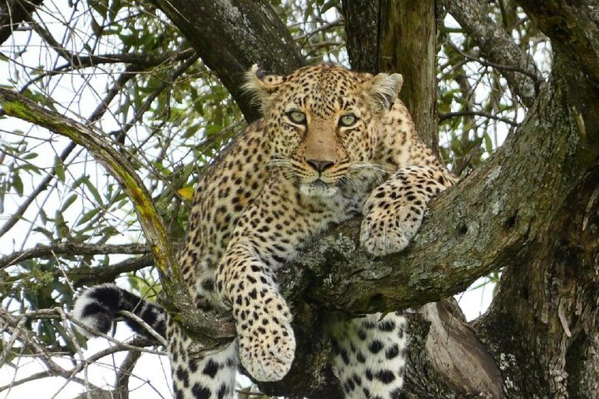 un leopard stă într-un copac