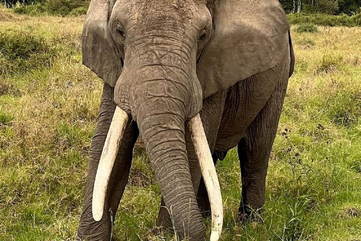 un elefant amb llargs ullals dempeus en un camp