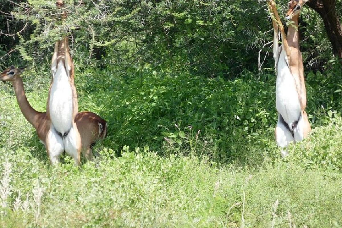 dos ocells drets en un camp d'herba