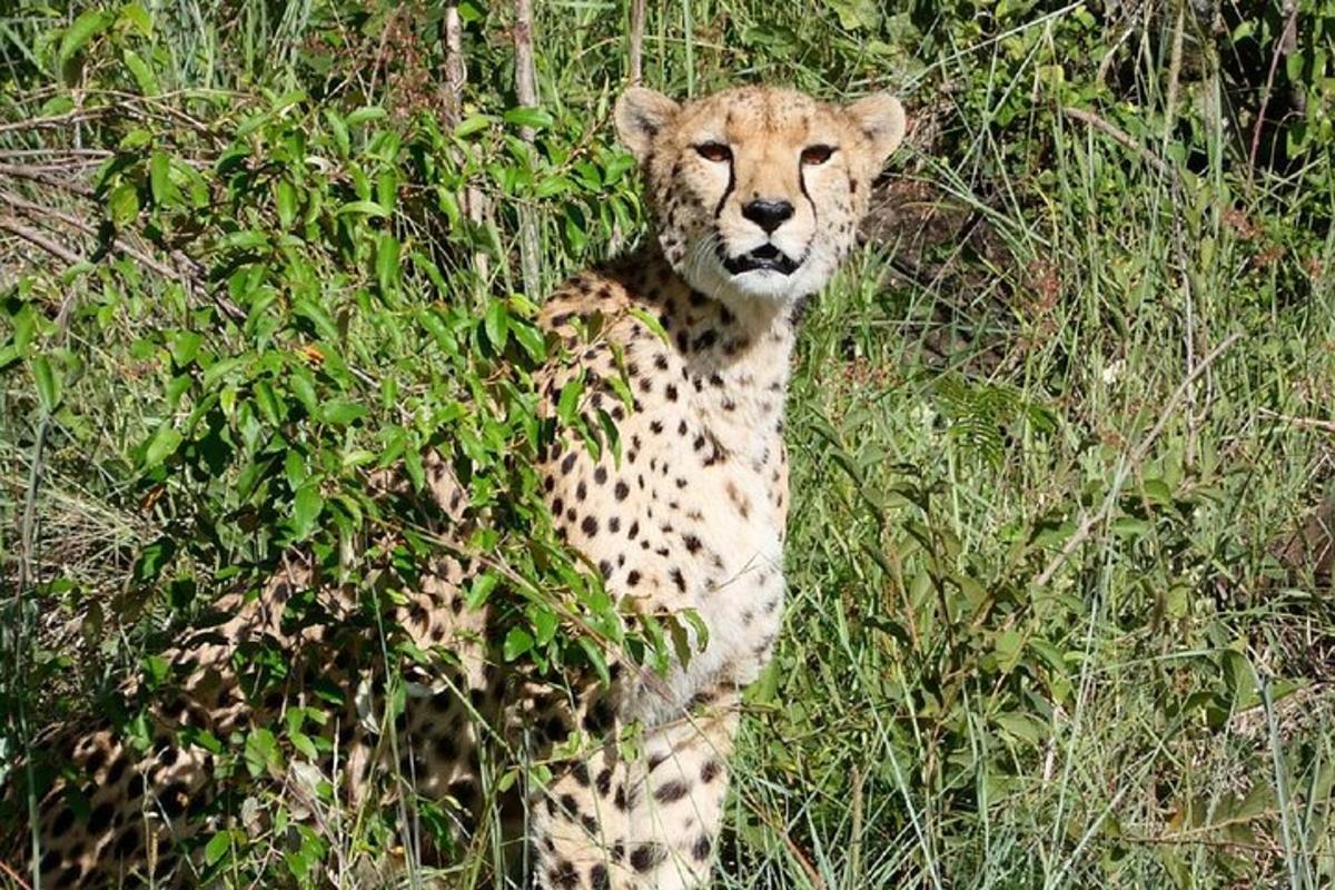 un guépard se tient debout dans les hautes herbes