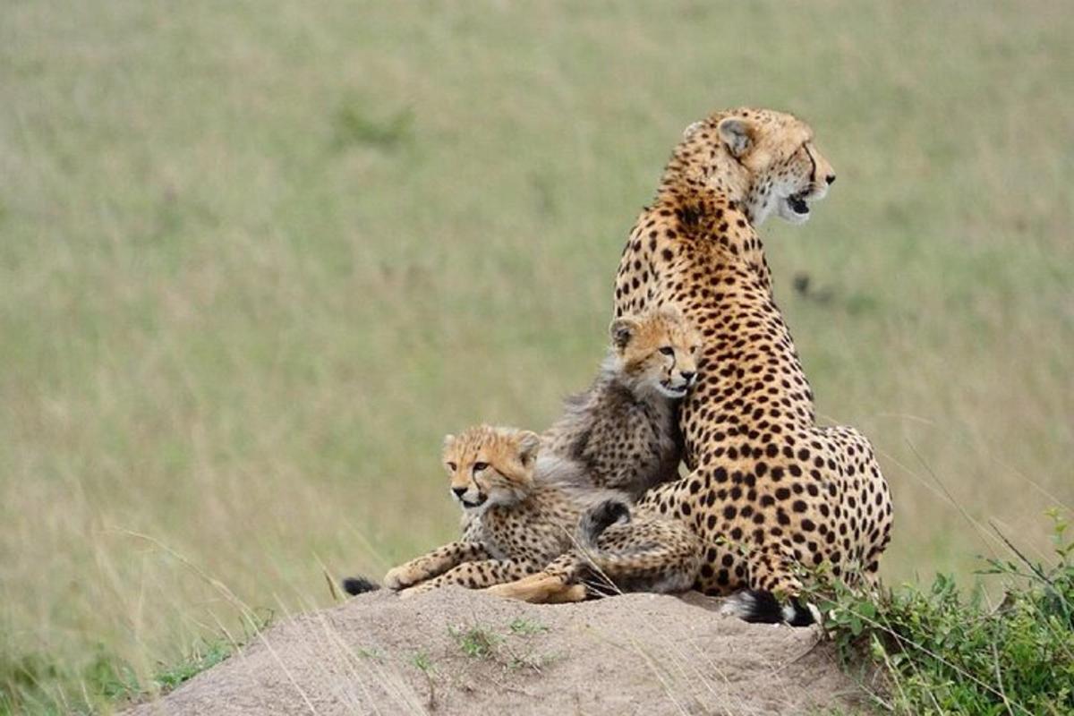 a cheetah and its two cubs sitting on a rock