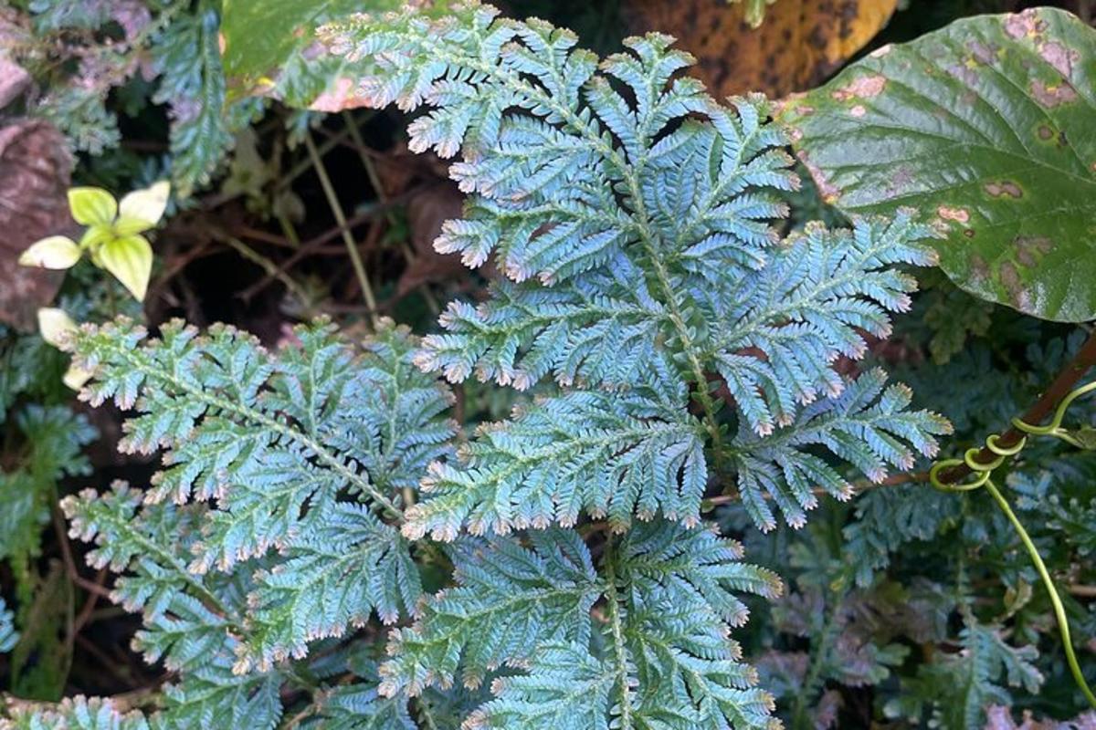 a plant with blue leaves in a garden
