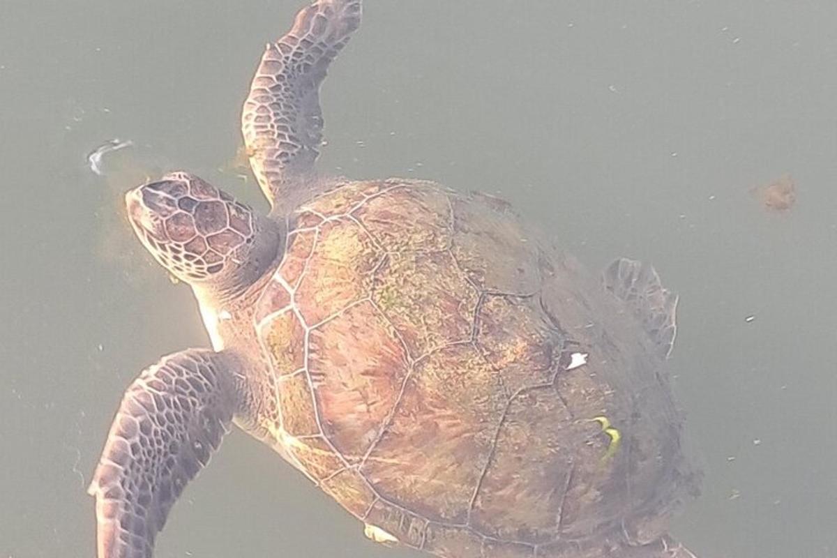 zelená mořská želva plavající ve vodě