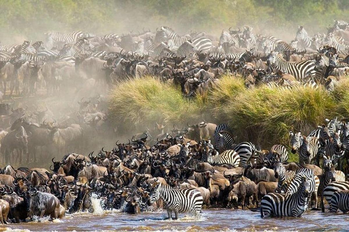 isang kawan ng mga zebra at iba pang mga hayop sa tubig