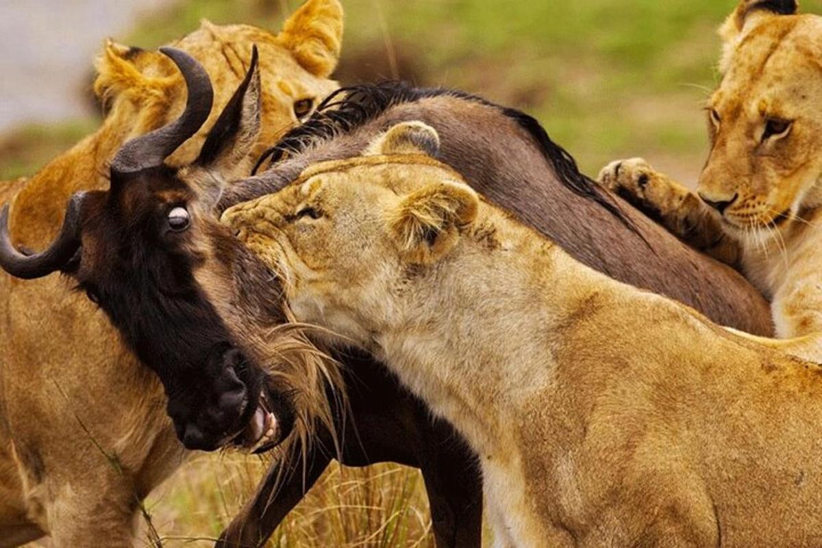un gruppo di animali selvatici che giocano tra loro