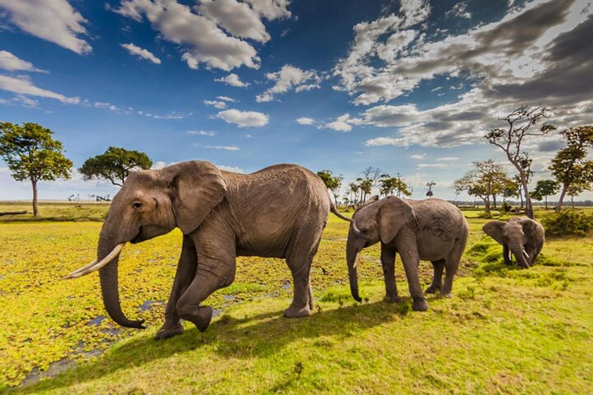 un gruppo di elefanti che camminano in un campo