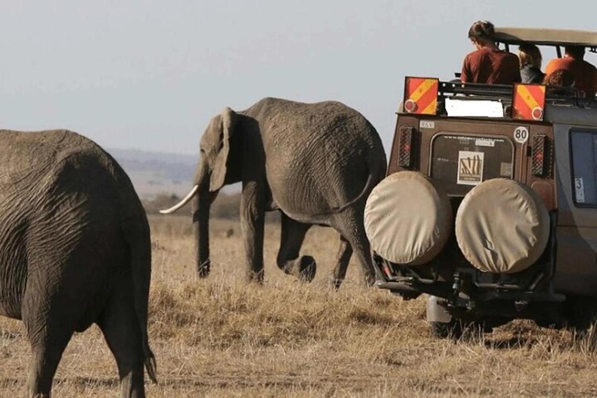 dois elefantes caminhando na frente de um veículo com pessoas dentro
