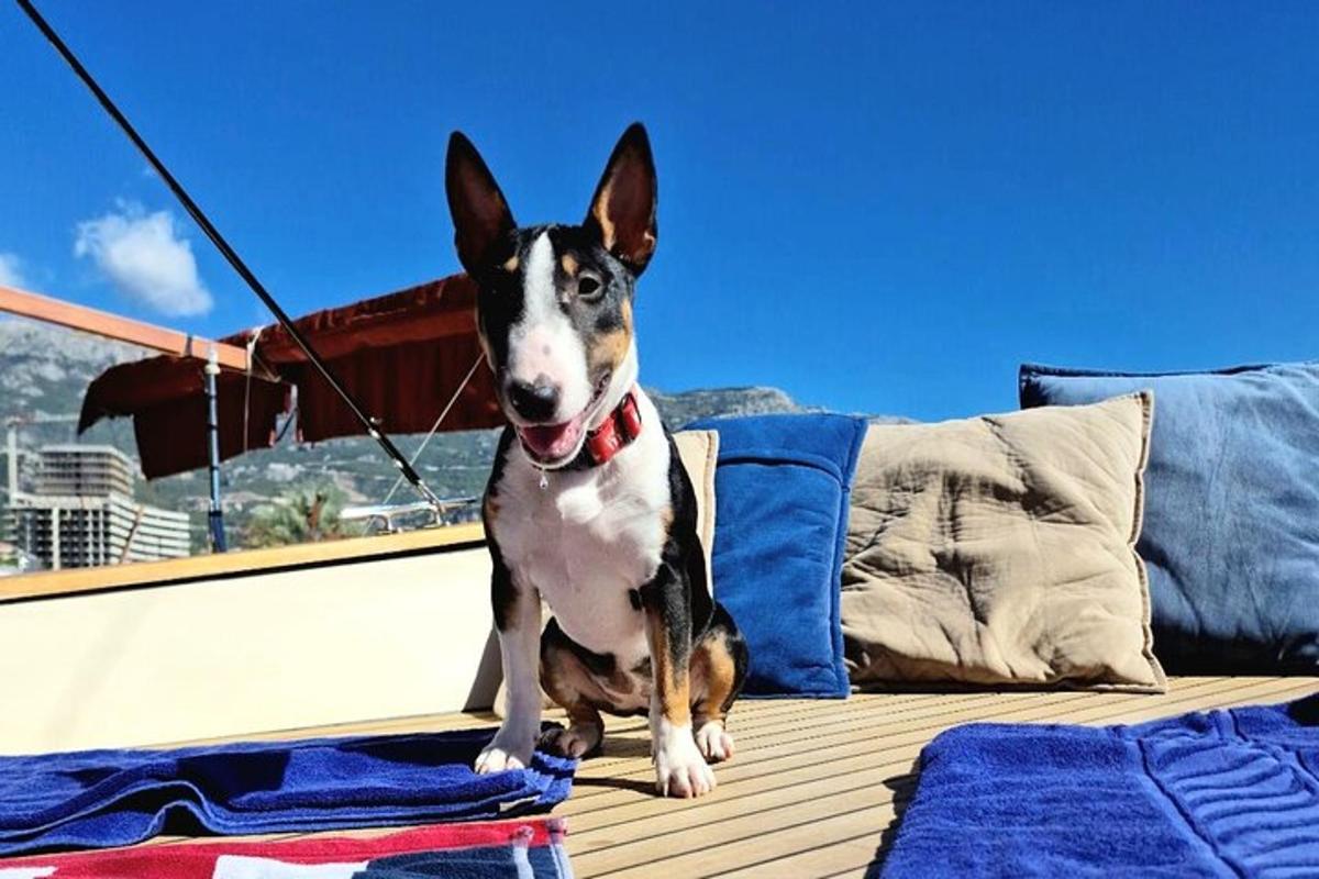 un perro sentado en la cubierta de un barco