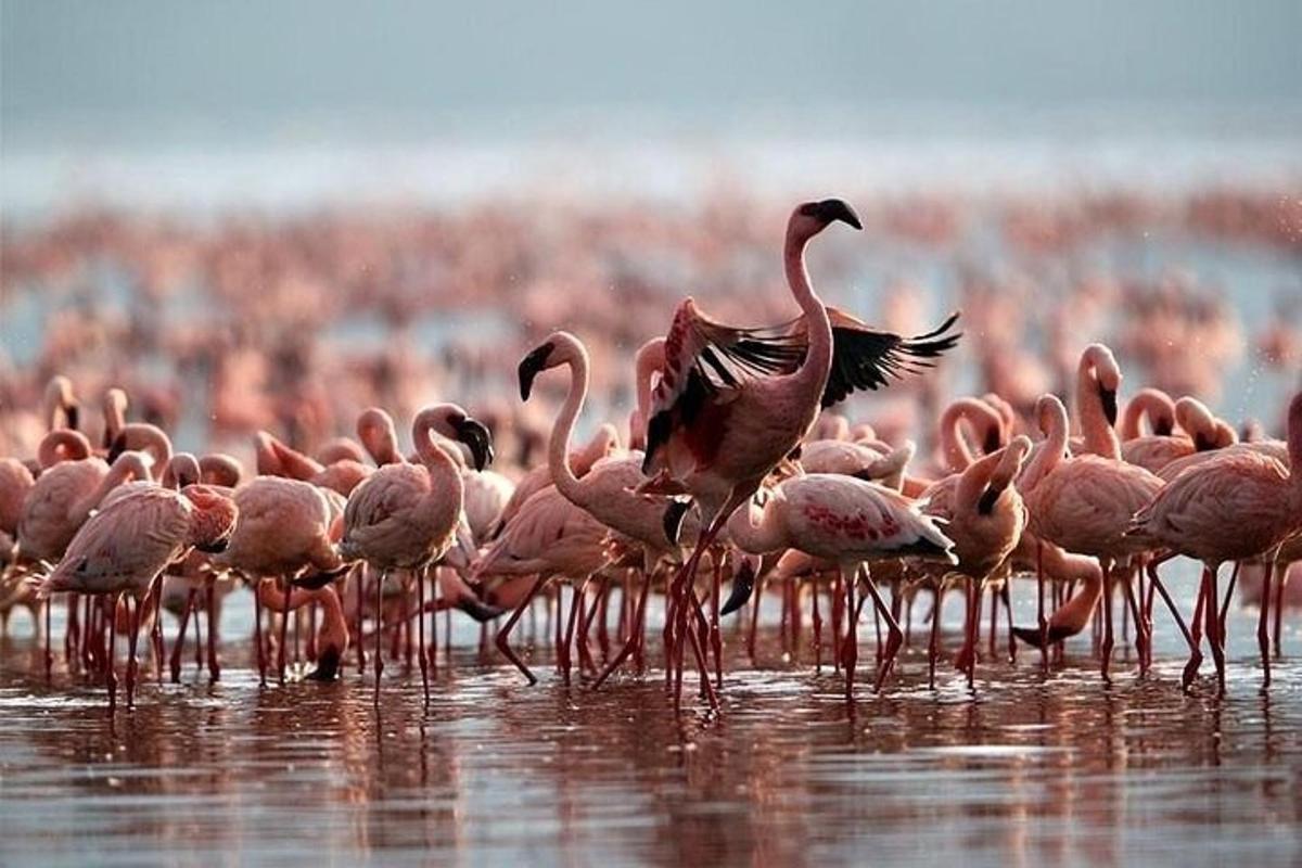 roosade flamingode parv vees seisab